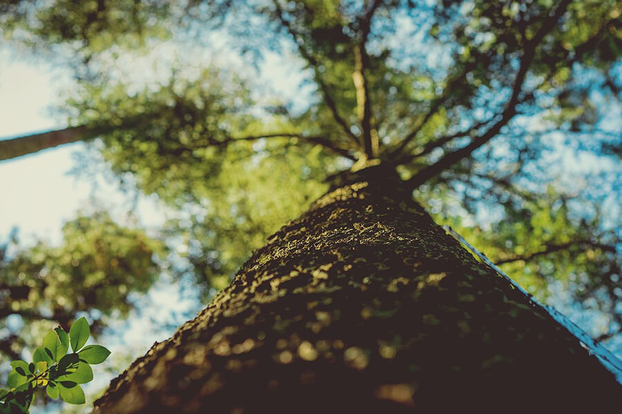 A corporate commitment to sustainability.